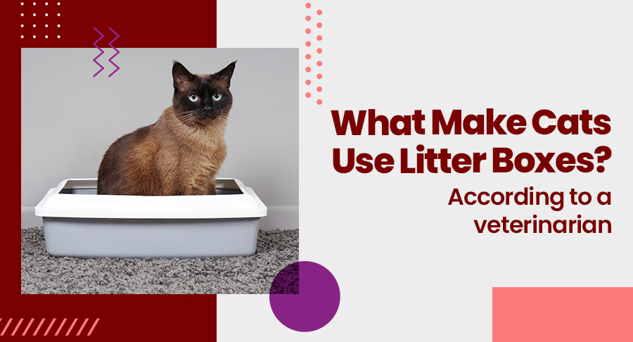 What Make Cats Use Litter Boxes? According to a veterinarian